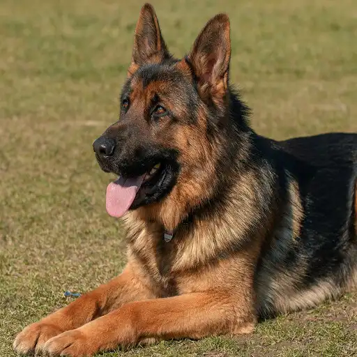 Play Dog German Shepherd Wallpapers APK Play Dog German Shepherd Wallpapers APK