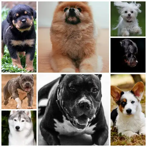 Play Dog HD wallpaper APK