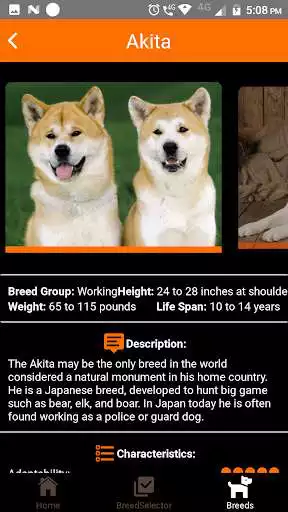 Play Dogipedia - Dog breed selector and list of breeds as an online game Dogipedia - Dog breed selector and list of breeds with UptoPlay