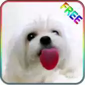 Free play online Dog Licking Screen Wallpaper APK Free play online Dog Licking Screen Wallpaper APK