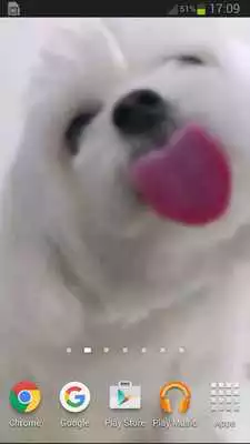 Play Dog Licking Screen Wallpaper
