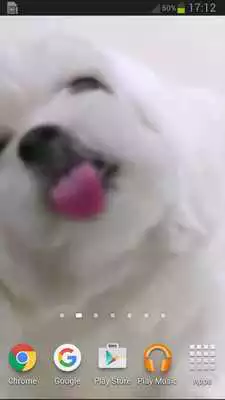 Play Dog Licking Screen Wallpaper