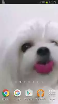 Play Dog Licking Screen Wallpaper