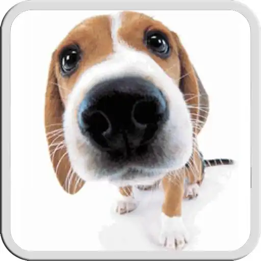 Free play online DOG LICKS SCREEN LWP FREE APK Free play online DOG LICKS SCREEN LWP FREE APK