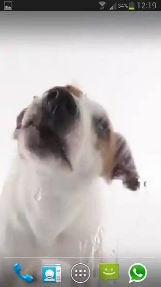 Play DOG LICKS SCREEN LWP FREE