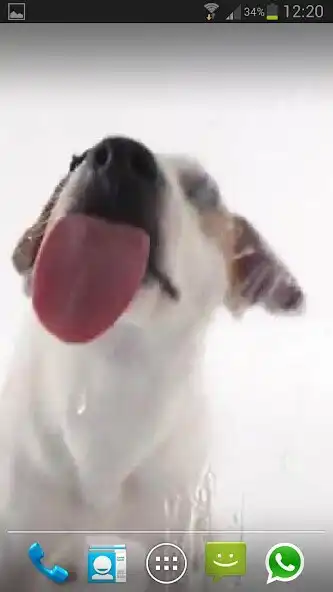 Play DOG LICKS SCREEN LWP FREE
