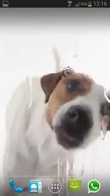 Play DOG LICKS SCREEN LWP FREE