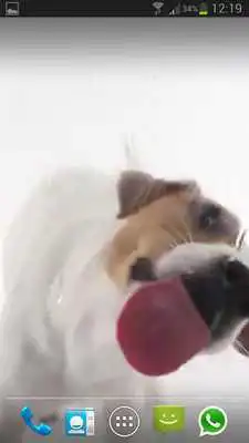 Play DOG LICKS SCREEN LWP FREE
