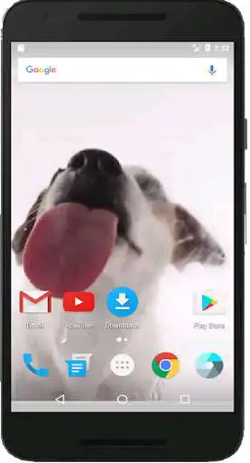 Play Dog Licks Screen Wallpaper