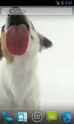 Play Dog Licks Screen Wallpaper