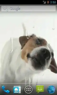 Play Dog Licks Screen Wallpaper