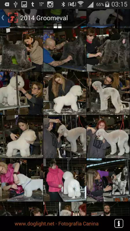 Play doglight - Groomers
