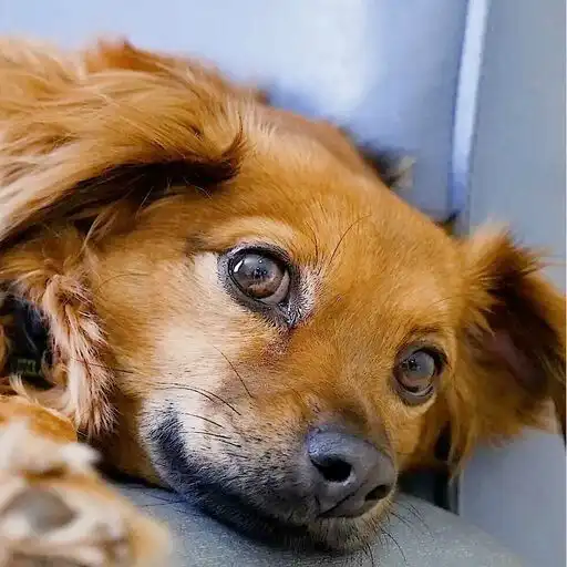 Play Dog Live Wallpaper Pro APK Play Dog Live Wallpaper Pro APK