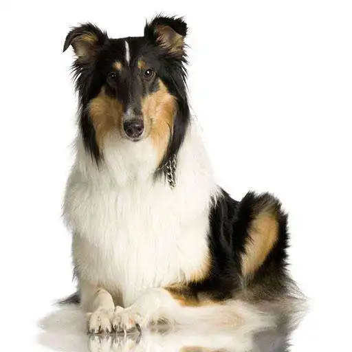 Play Dog Live Wallpapers APK Play Dog Live Wallpapers APK
