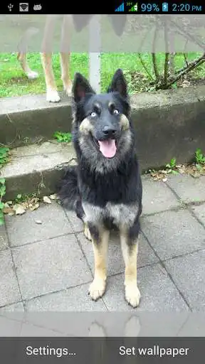 Play Dog Live Wallpapers  and enjoy Dog Live Wallpapers with UptoPlay
