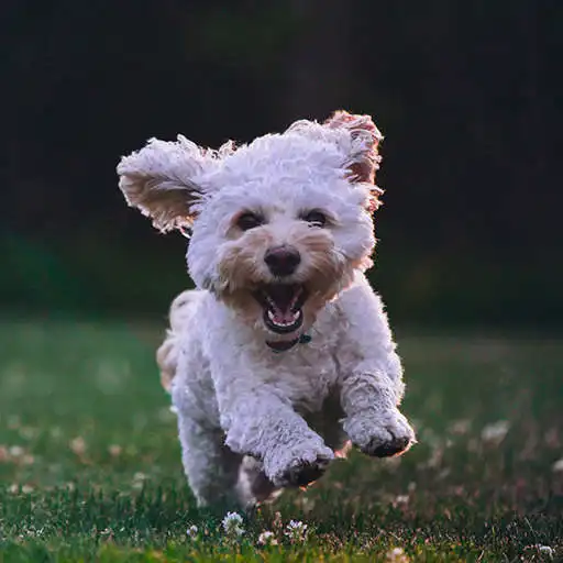 Play Dog Lock Screen APK