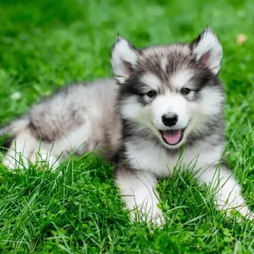 Play Dog Lovers Wallpapers APK Play Dog Lovers Wallpapers APK