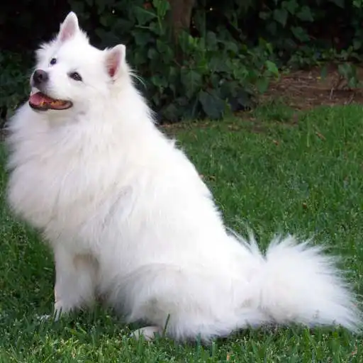 Play Dog LWP APK Play Dog LWP APK