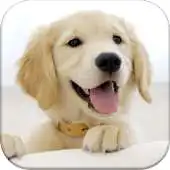 Free play online Dog Pairs APK