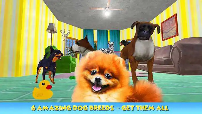 Play Dog Pet Care Salon
