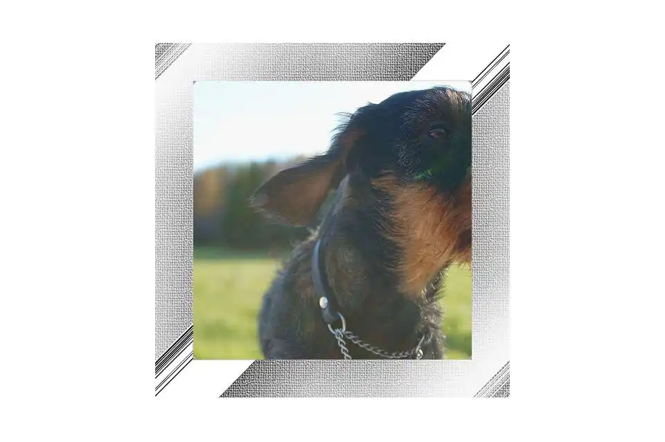 Run free android online Dog Photo Frames APK