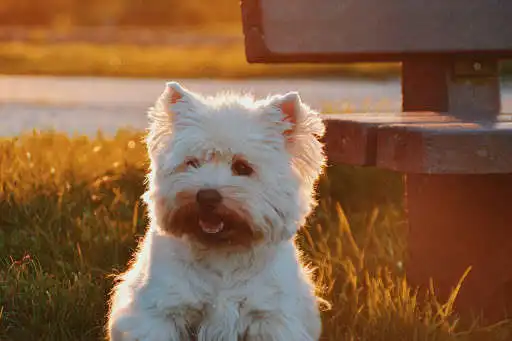 Play APK Dog Photo Frames  and enjoy Dog Photo Frames with UptoPlay com.syzygy.dog