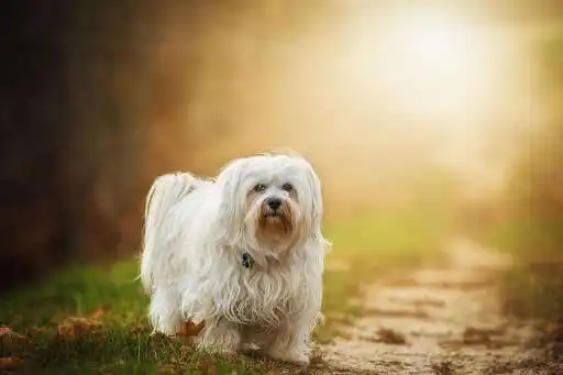 Play APK Dog Photo Frames  and enjoy Dog Photo Frames with UptoPlay com.syzygy.dog