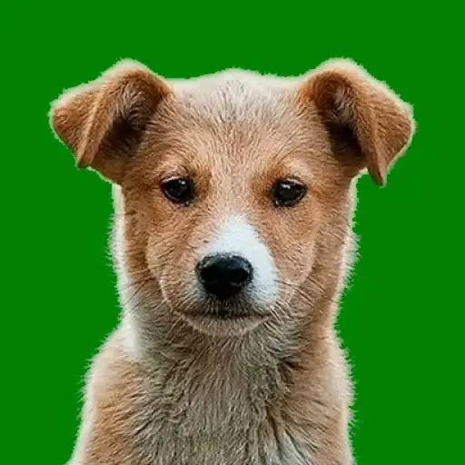 Play Dog Piano APK