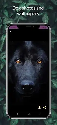 Play Dog pictures : Dogs photos  and enjoy Dog pictures : Dogs photos with UptoPlay