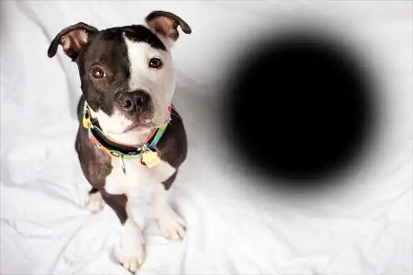 Play Dog puppies transparent Photo