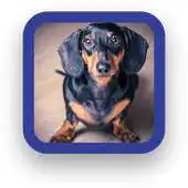 Free play online Dog Puppies Wallpapers APK