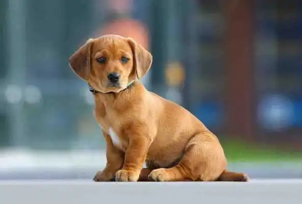 Play Dog Puppies Wallpapers