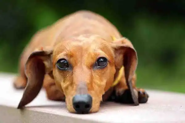 Play Dog Puppies Wallpapers