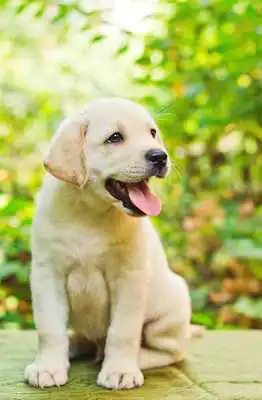 Play Dog Puppies Wallpapers