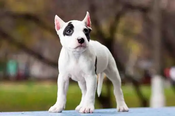Play Dog Puppies Wallpapers