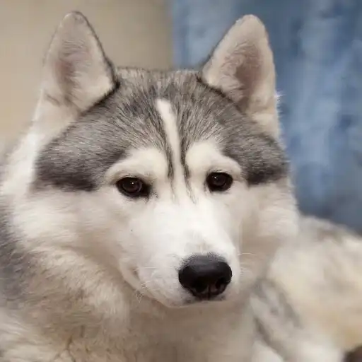 Play Dog  Puppy HD Wallpapers APK