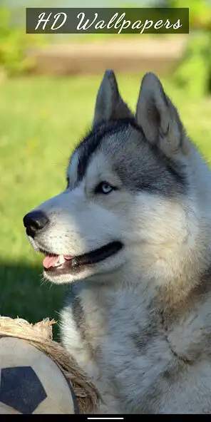 Play Dog  Puppy HD Wallpapers  and enjoy Dog  Puppy HD Wallpapers with UptoPlay