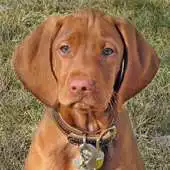 Free play online Dog Puzzle: Vizsla APK