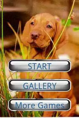 Play Dog Puzzle: Vizsla Play Dog Puzzle: Vizsla