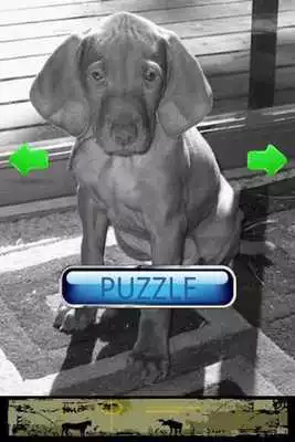 Play Dog Puzzle: Vizsla Play Dog Puzzle: Vizsla