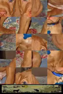 Play Dog Puzzle: Vizsla Play Dog Puzzle: Vizsla