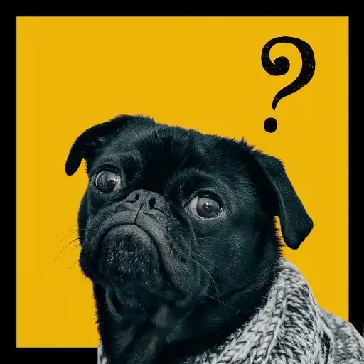 Play Dog Quiz APK