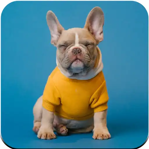 Play Dog Rescue: Save Pet Animals APK Play Dog Rescue: Save Pet Animals APK