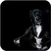 Free play online Dogs 3d wallpapers APK Free play online Dogs 3d wallpapers APK