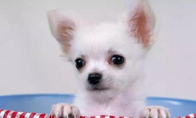 Play Dogs 3d wallpapers