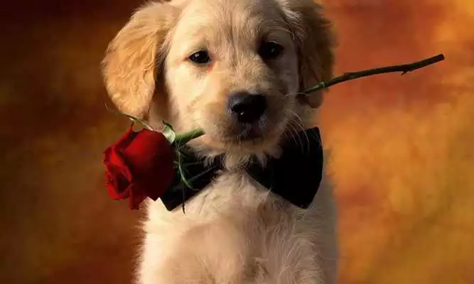 Play Dogs 3d wallpapers