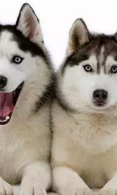 Play Dogs 3d wallpapers