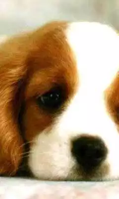 Play Dogs 3d wallpapers