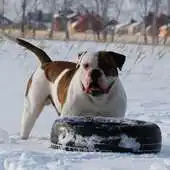 Free play online Dogs Animal World Wallpapers APK