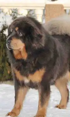 Play Dogs Animal World Wallpapers